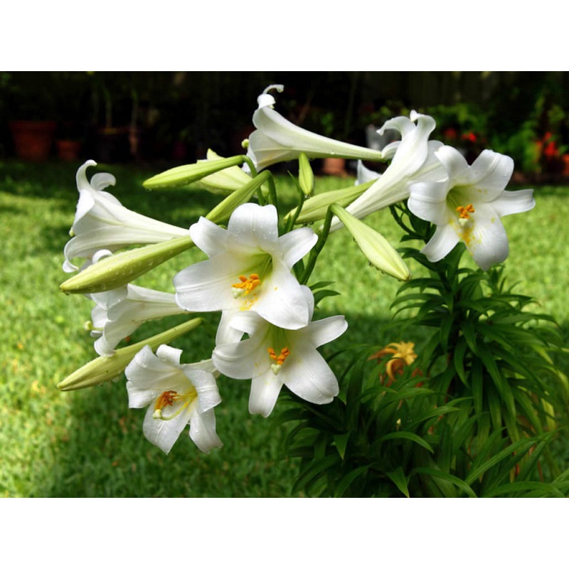 10 Hoa Bách Hợp Mix 7 Màu Siêu Đẹp