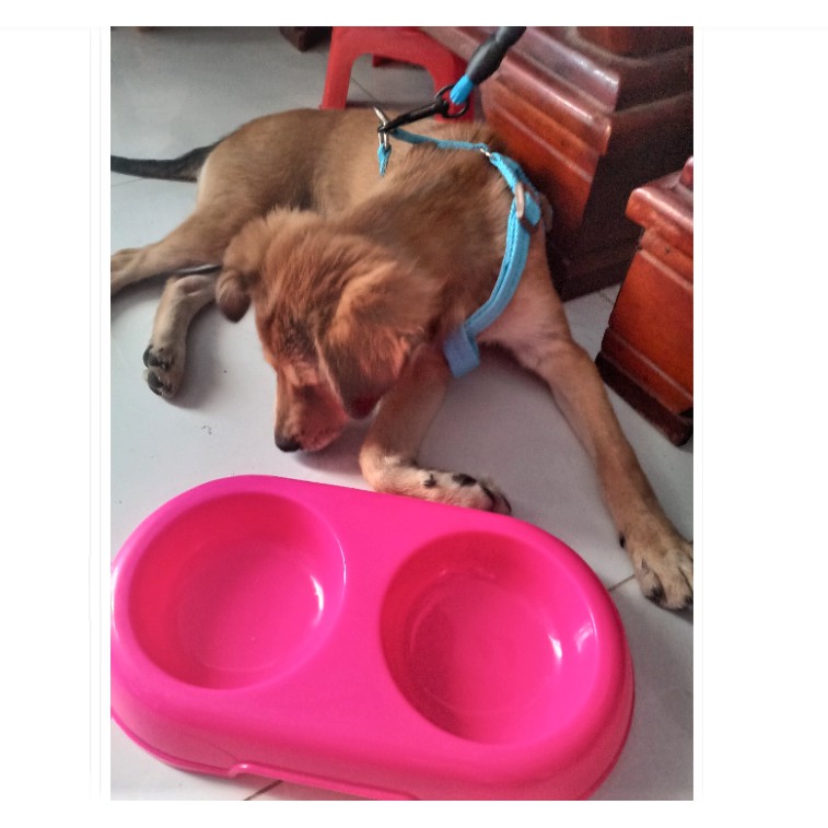 CHÉN NHỰA ĐÔI CHO CHÓ MÈO - LOVE PETS SHOP