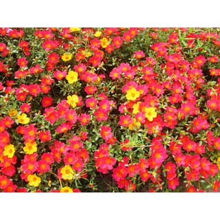 Hạt giống hoa mười giờ đơn Mix