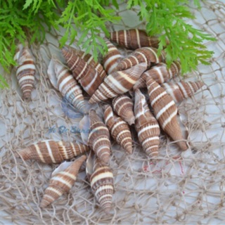 VỎ ỐC ỚT CÁC LOẠI