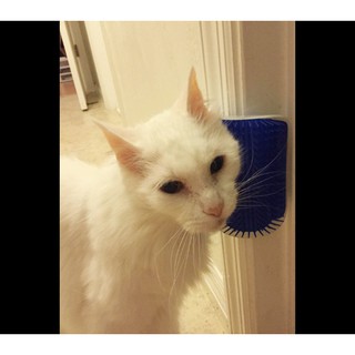 Cọ má cho mèo chơi đùa tự Massage kèm catnip