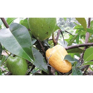 Cây giống bình bát