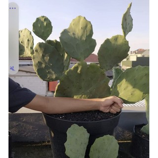 1 lá xương rồng khổng lồ Opuntia OldMexico