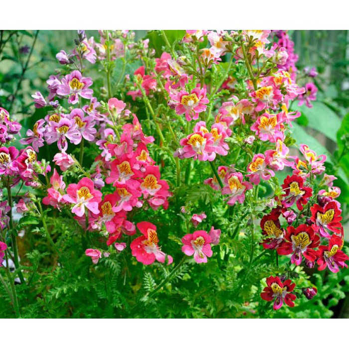 Hạt giống hoa bướm Cali nhiều màu gói 0.5gr