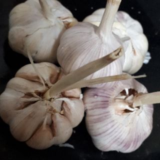 Tỏi bông sen