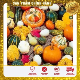 Hạt giống Bí Ngô mini bảy sắc cầu vồng ( gói 10 hạt)
