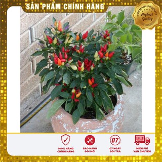 Bộ gói hạt giống ớt Ngũ sắc