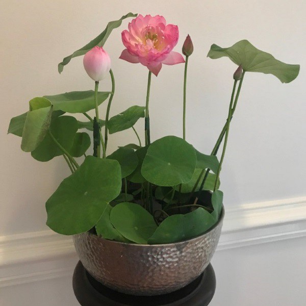 Hạt giống sen mini Nhật Bản mix màu dễ trồng [ gói 100gram ,200gram ,500gram ]