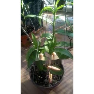 [Cây giống] Giả Hạc Ma Bó - Cây con gieo hạt