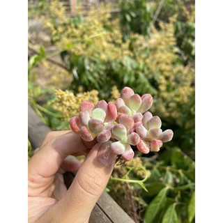 Sen đá sỏi Hồng cam gốc thụ mini