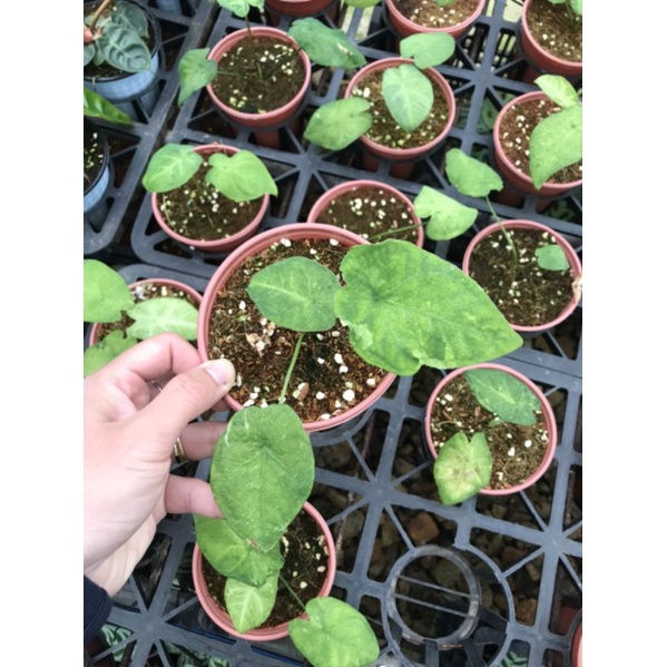 Chậu cứng Caladium frog in a Blender