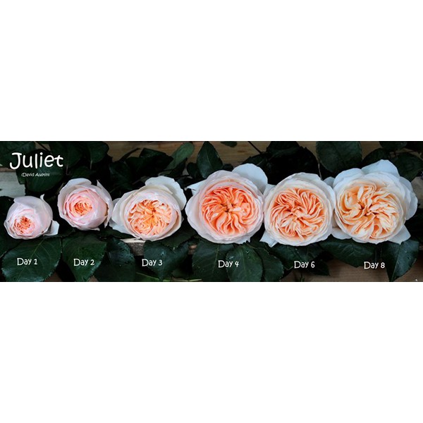 Hoa hồng juliet tuyệt đẹp