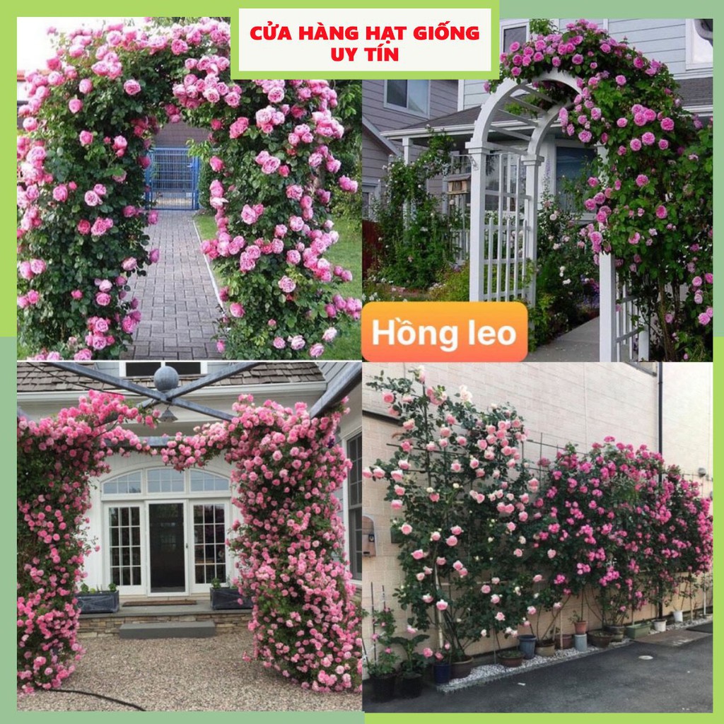 Hạt giống hoa hồng leo pháp mix nhiều màu dễ trồng tuổi thọ cao 150 hạt nhà cửa và đời sống cửa hàng hạt giống uy tín