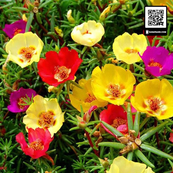 Hạt giống hoa mười giờ đơn mix