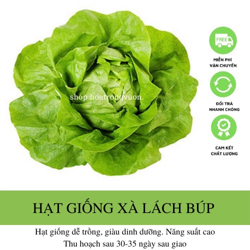Hạt Giống Xà Lách Búp (Xà Lách Đăm) 5gr