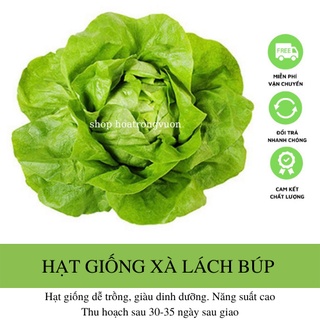 Hạt giống xà lách búp 5gr