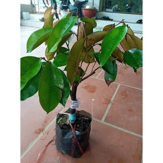 Cây GIống Vú Sữa Tím Mika (2 năm kết trái)
