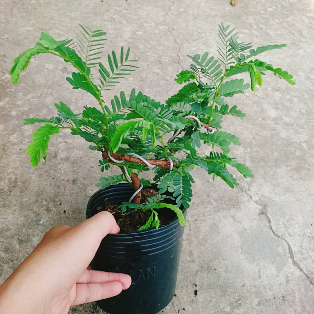 Cây Me Bonsai - caykiengsadec