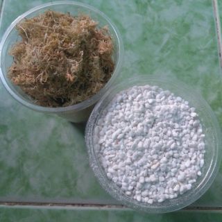 1 ly dớn và 1 ly đá trân châu ươm cây bẫy kẹp - cây nắp ấm - lan