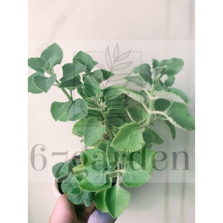 Chậu 1 cây giống HÚNG CHANH/ TẦN DÀY LÁ