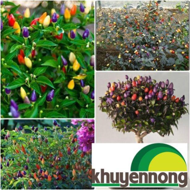 30 Hạt giống ớt ngũ sắc