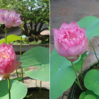 Combo goi 10 Hạt sen nhật mini