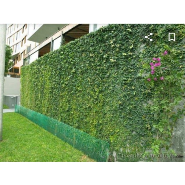 Cây thằn lằn - cây vảy ốc - THẾ GIỚI HOA CÂY CẢNH - .