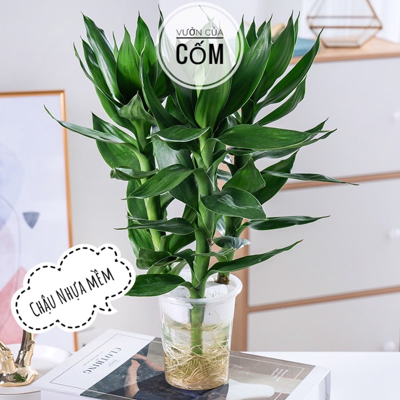 Cây Phất Lộc thủy sinh để bàn , ban thần tài  . Cây mang lại tài lộc , may mắn cho gia chủ