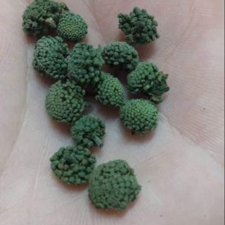 400k/500g nụ tam thất không cuống - nụ vip hà giang