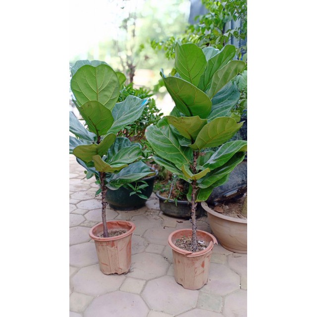 Cây Bàng Singapore