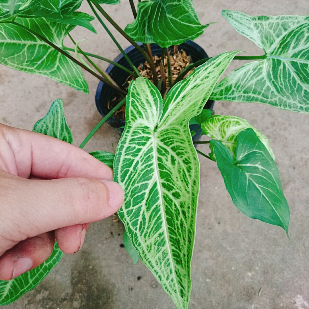Cây Trầu Bà Thái - cây cảnh để bàn