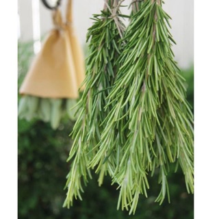 [Bán Sỉ] Hương Thảo Rosemary Tươi (Hữu Cơ) 500gr, 1kg, 2kg