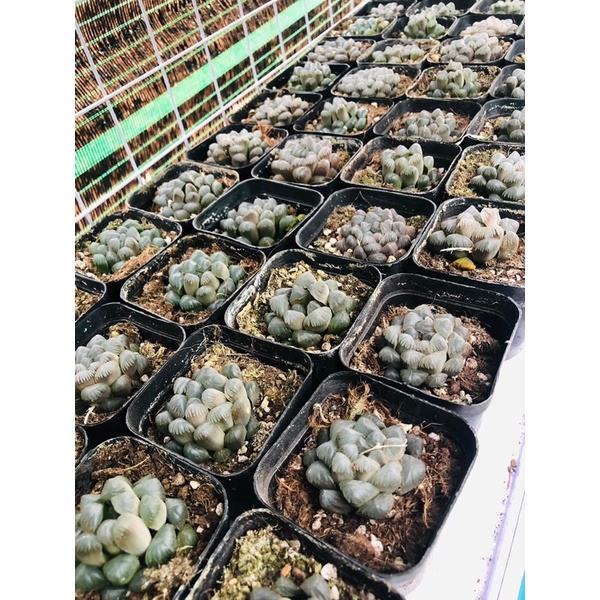 Thanh lý sen đá nhỏ COOPERI