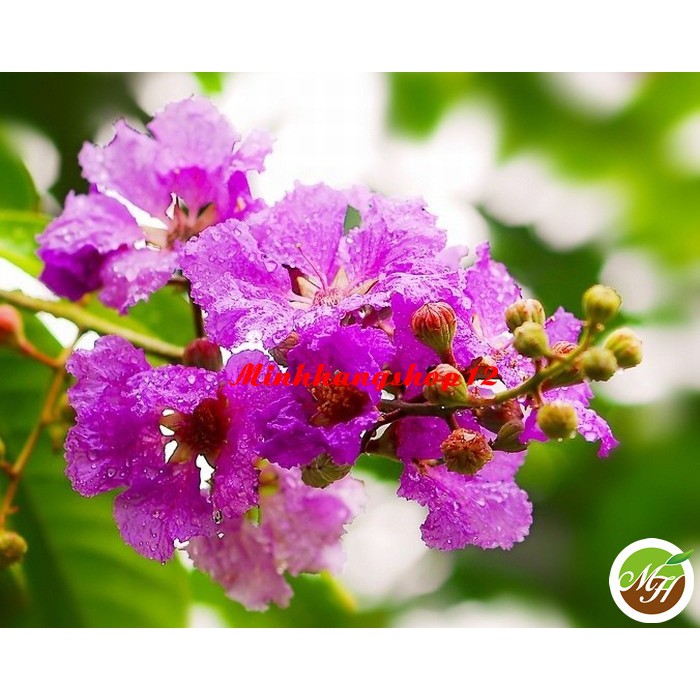 Hạt Giống Hoa Bằng Lăng Tím Tặng Kèm Kích Mầm Và Hướng Dẫn