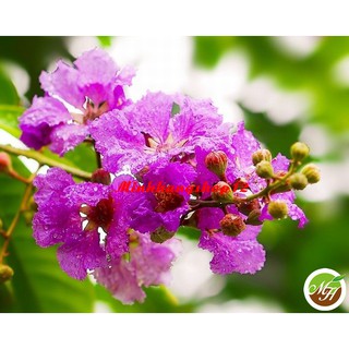 Hạt Giống Hoa Bằng Lăng Tím Tặng Kèm Kích Mầm Và Hướng Dẫn