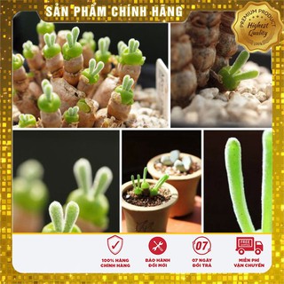 Hạt giống CÂY TAI THỎ ( 4 hạt )