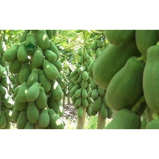 Hạt giống Đu Đủ Siêu Trái Thái Lan