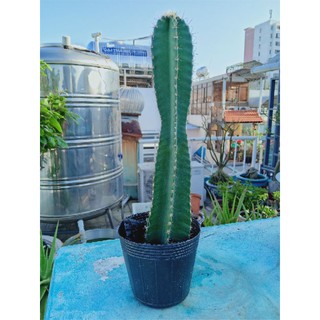 Trụ xương rồng decor