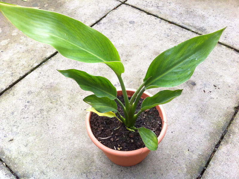 CHẬU CÂY THIÊN ĐIỂU + Tặng 02 cây nhót ngọt