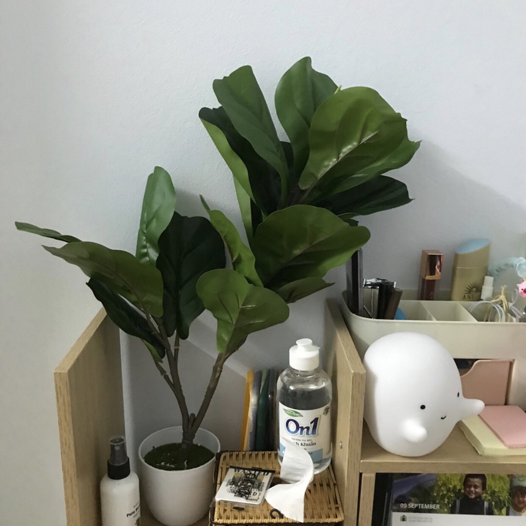 Cây Bàng Singapore Giả 2 Nhánh - Cây Giả Trang Trí Nhà Cửa Lizflower
