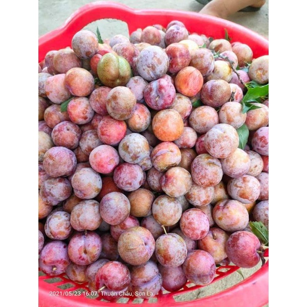 mận hàng xô chọn giá rẻ