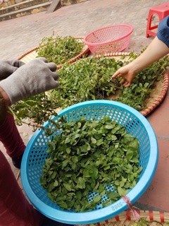 Trà Bạc Hà Handmade