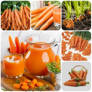 Hạt Giống Cà Rốt F1