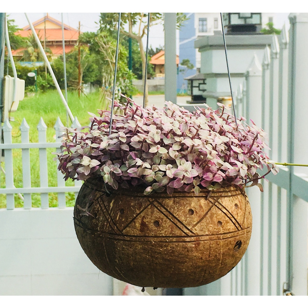 Gáo dừa treo trồng lan , cây cảnh, sen đá, xương rồng  khắc hoa văn dk 13-15cm