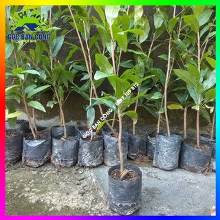 Combo 10 Cây Mai Con Quấn Rễ