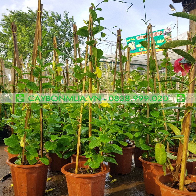 [CAYBONMUA] Cây Huỳnh Đệ Hoa Leo ( hình thật), chậu nhựa nâu, cây cao 50 -70cm