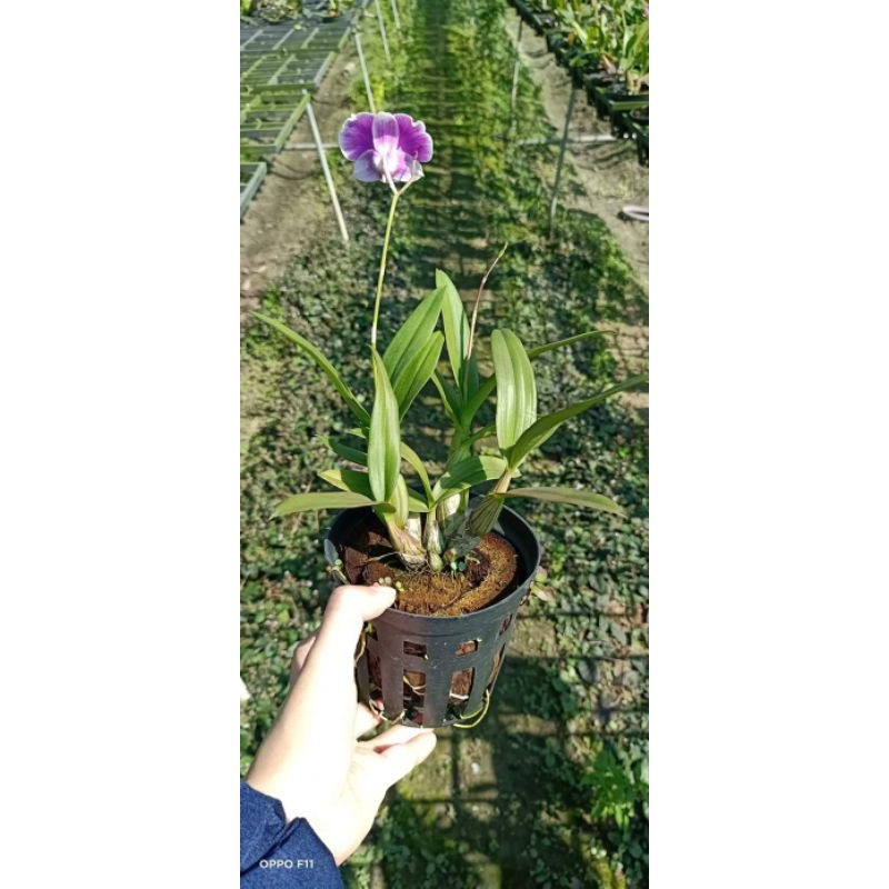 Hoa lan dendro mini yaya