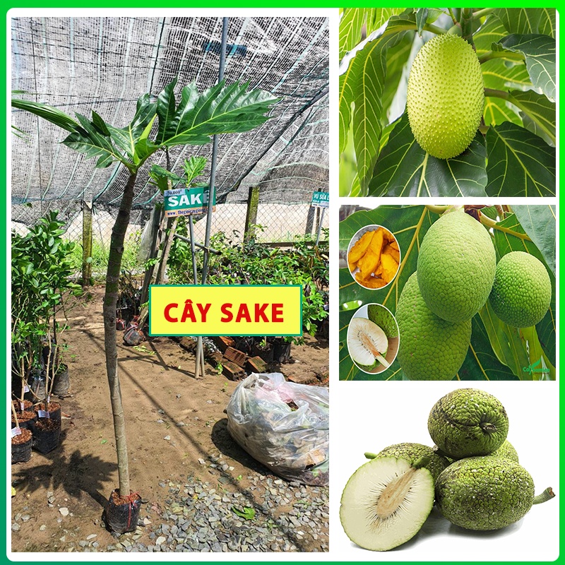 Cây Sake ( cây bánh mì ) cây giống sake kèm bầu cao từ 1m-1m5 chuẩn cây F1 cho quả quanh năm ,ăn ngọt thơm