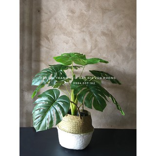Cây Monstera Giả Trang Trí Nội Thất - Cây Giả Trang Trí Nhà Cửa