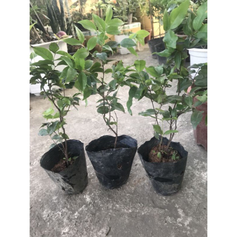 Nho thân gỗ tứ quý lá lớn 50-60cm